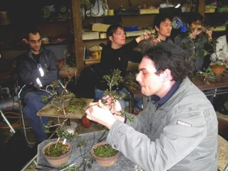 Every Sunday, the Shunkaen Museum offers classes to learn how to maintain a bonsai.