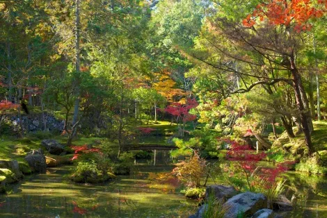 Muschio del giardino Saihoji (Kyoto).