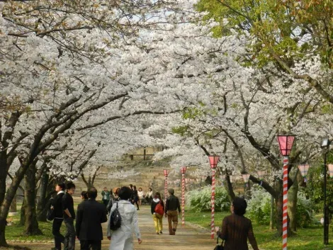 Los cerezos en el parque del castillo de Osaka.