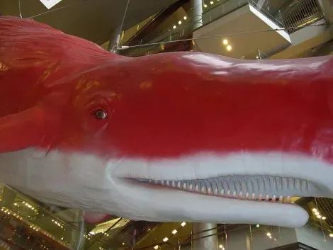 Balena rossa dell'HEP Five.