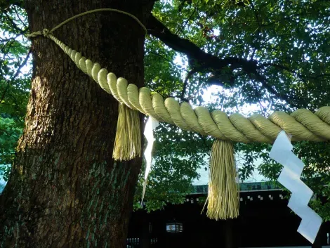 Un shimenawa, corda intrecciata al santuario Meiji di Tokyo.