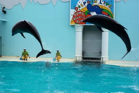 I delfini sono le stelle del Parco vita acquatica Suma (Kobe)