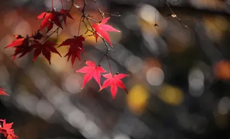 Le momijigari, ou "chasse aux feuilles d'automne", est pratiqué par les Japonais depuis l'époque Heian.