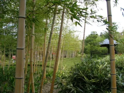 15 variétés de bambou sont plantées dans le Take no niwa du jardin Kôko-en.
