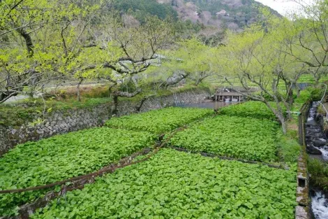 Un hermoso campo de wasabi.