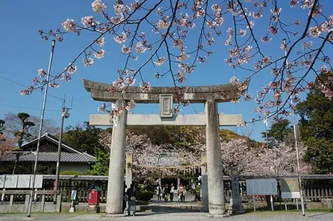 Le torii du sanctuaire de Terumo