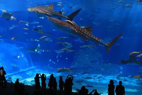 Les requins-baleines de l'aquarium Churaumi