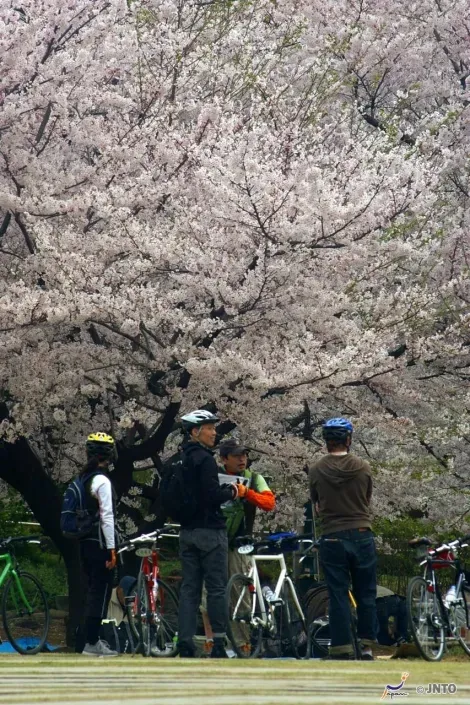 Profiter des cerisiers en fleur à vélo