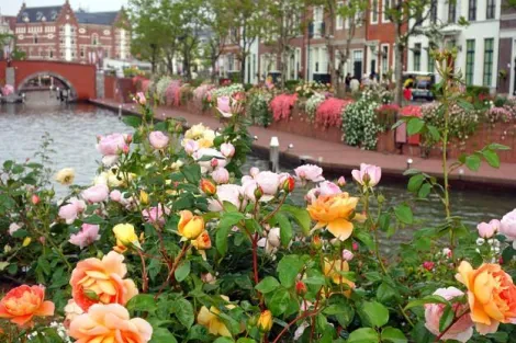 Le parc à thème d'Huis Ten Bosch fait la part belle aux fleurs hollandaises bien sûr !