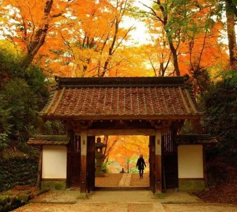 La entrada del templo Kojakuji rodeada de árboles de gingko biloba.