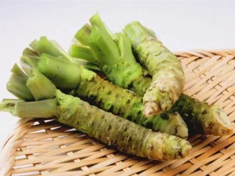 Las raíces de wasabi deben mantenerse en el refrigerador en una taza de agua para mantener su frescura.