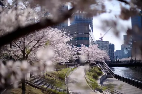 La rivière Meguro dans le quartier de Shingawa