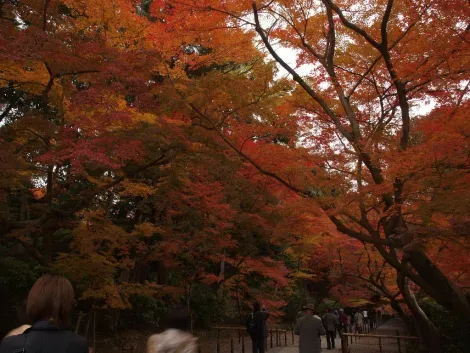 La haie d'érables qui accueille le visiteur au Komyo-ji.