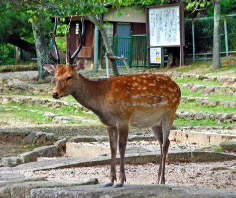 Un magnifique daim à Nara.