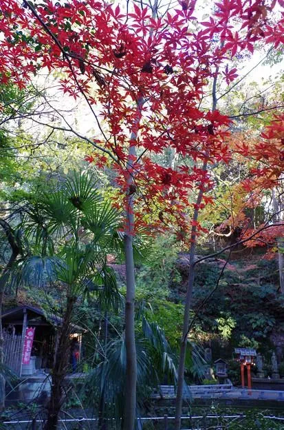 La belle vallée de La vallée Todoroki à l'automne.