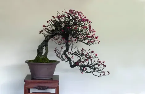 L'un des nombreux bonsaï présenté dans le jardin Fujikawa Kouka-en à Osaka
