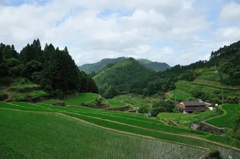 Rizières en terrasse à Ukiha
