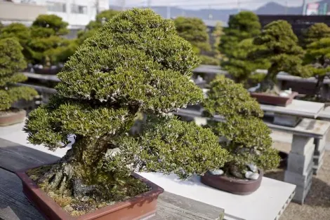 Un bonsaï à Kinashi, Takamtsu