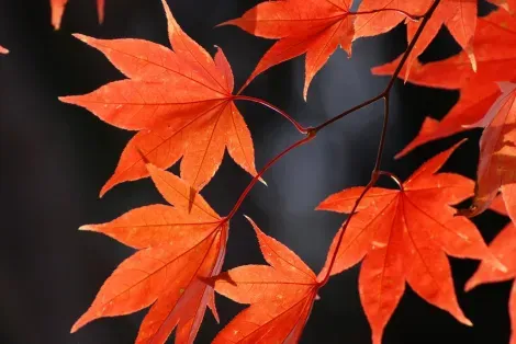 Hokkaido est la première région à voir ses feuilles rougir en automne.