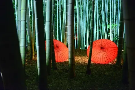 La forêt de bambous illuminée du Kôdai-ji à Kyoto