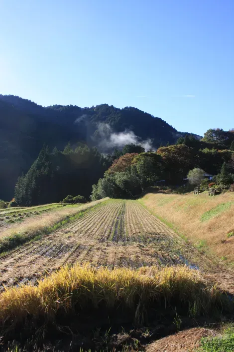 El campo cerca de O Tsumago.