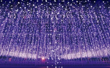 Les glycines illuminés du Flower Park d'Ashikaga