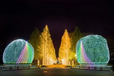 L'avenue des arbres illuminés devant le siège de Rohm à Kyoto