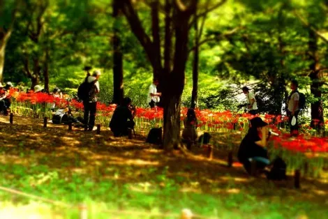 Le Parc mémorial Shôwa offre un écrin de verdure aux Tokyoïtes