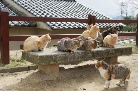 Les chats d'Onomichi