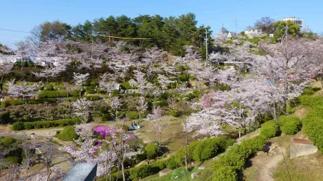 Le parc du temple Senkô-ji au printemps