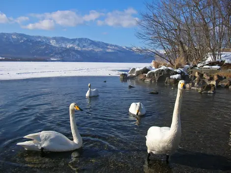 Les cygnes du lac Kussharo