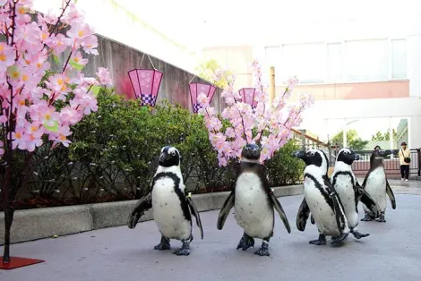 La parade du hanami des pingouins au parc aquatique de Yokohama !