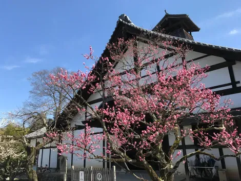 Les pruniers en fleurs devant le temple Daigo-ji, à Kyoto