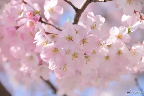 Cherry Blossom in Tokyo