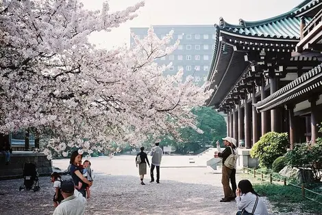 Hanami à Fukuoka, Kyushu.