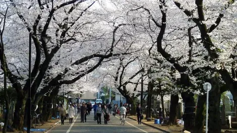L'allée des cerisiers au cimetière Yanaka, près de Nippori à Tokyo