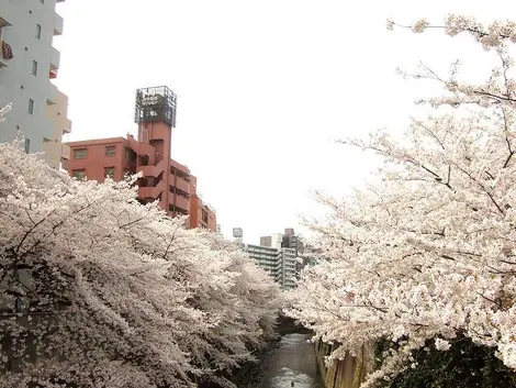 Les sakura sur les bords de la rivière Kanda, à Tokyo