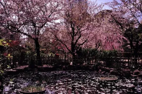 El jardín Shukkei-en en Hiroshima