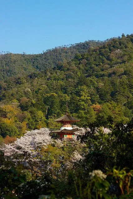 Vista de los cerezos desde la montaña en Miyajima