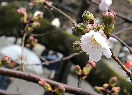 Cerisiers en fleurs au Yasukuni jinja