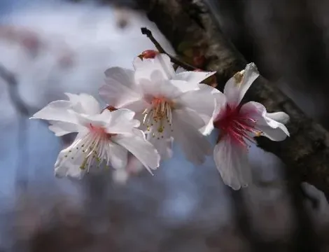 Une espèce de cerisier très rare, le yae-mamezakura