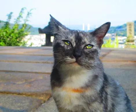 Uno de los gatitos de la calle de los gatos en Onomichi.