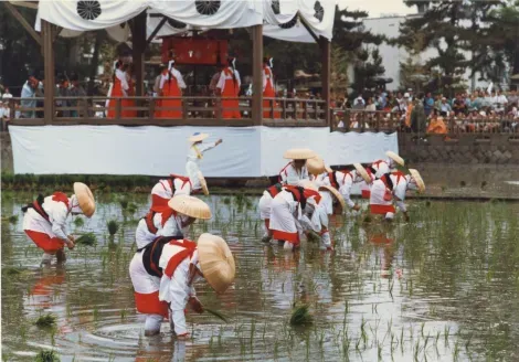 Le festival Otaue à Osaka, célèbre la plantation du riz 