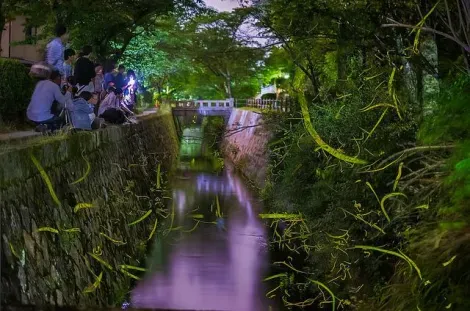 Des visiteurs photographient les lucioles du chemin des philosophes, à Kyoto