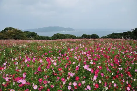 Les champs de fleurs et la vue de Fukuoka depuis l'île de Nokonoshima