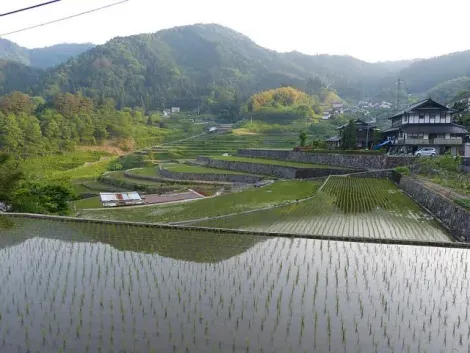 Ini Tanada, las siembras de arroz en terrazas de Akiota.