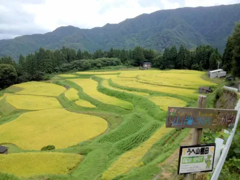 Les rizières du village d'Ojiro en été