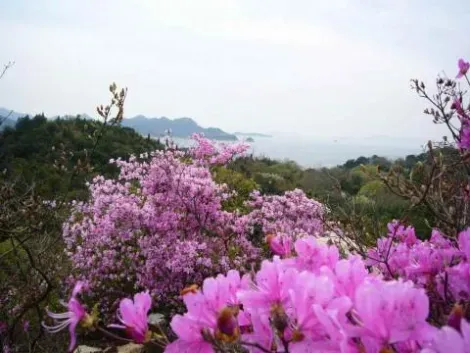 Au printemps, l'île Taka se couvre d'azalées colorées