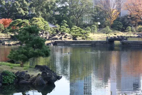 Le jardin Kyu Shiba Rikyu peut s'admirer à toutes les saisons