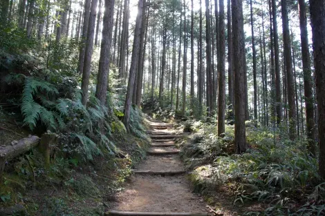 Les chemins historiques de Kumano Kodo à travers la forêt